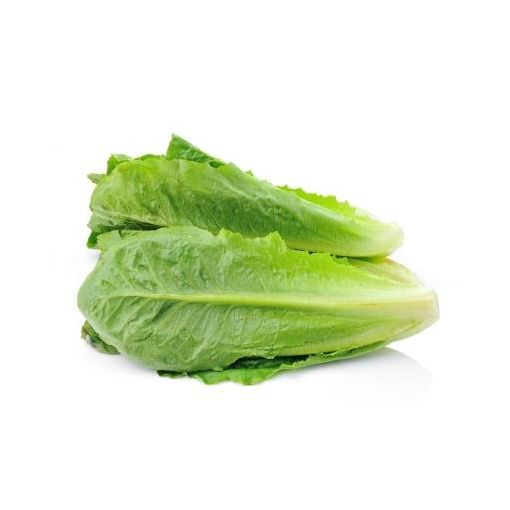 Cos (Romaine) Lettuce