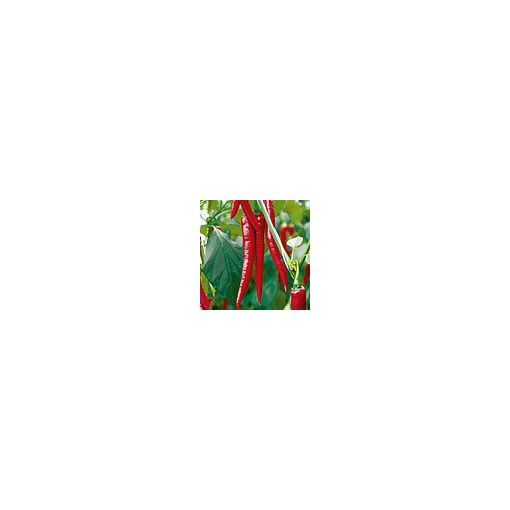 Mixed Red/Green Long Chilli (Pack of 6)